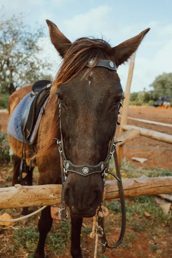 Un cavallo sellato nel recinto di una fattoria dell'Algarve