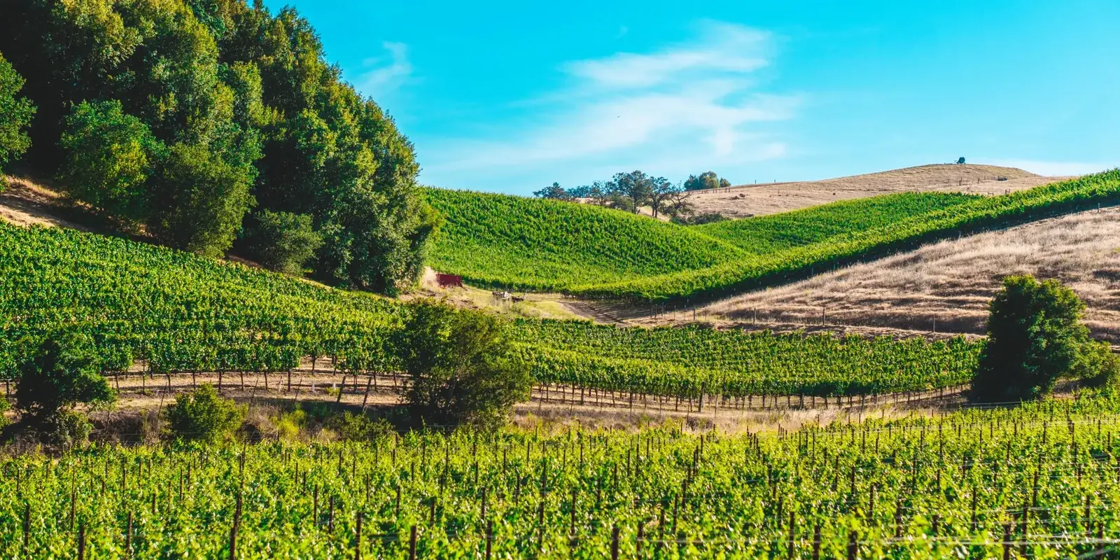 Filari di vigna su colline assolate