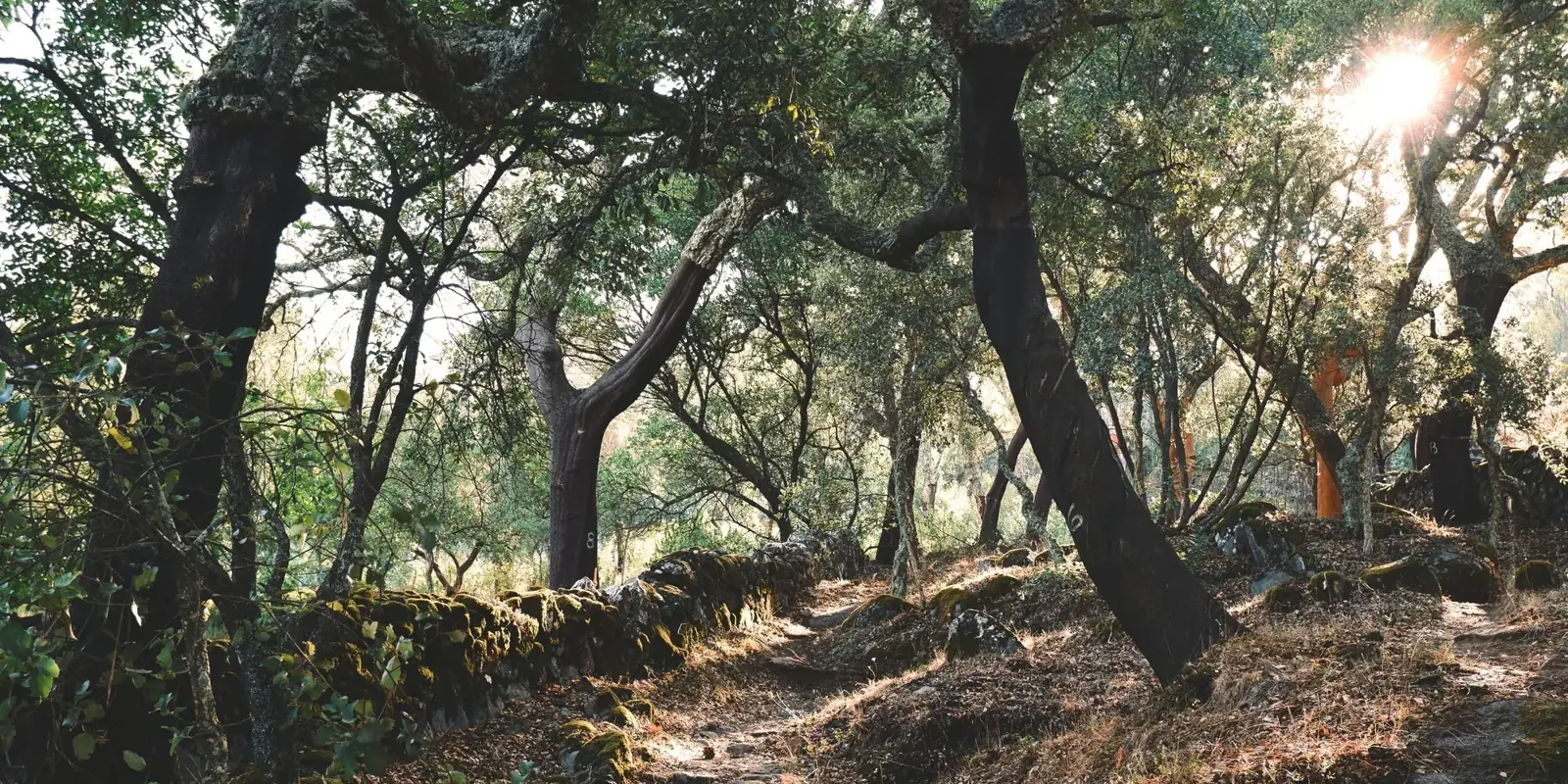 Una pista sterrata tra querce e sugherete dell'entroterra nella luce del mattino