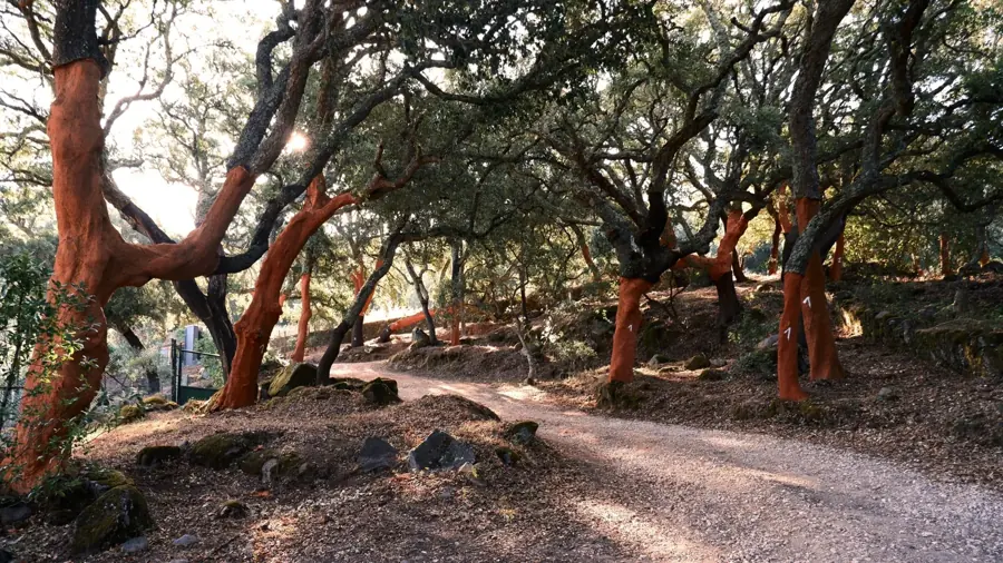 Querce da sughero dai tronchi rossi lungo un sentiero di Monchique