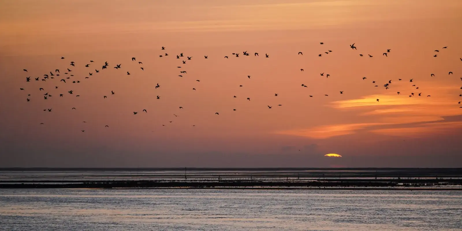 Tramonto sulla laguna verso Moncarapacho, uno stormo in volo e una piccola barca sull'acqua