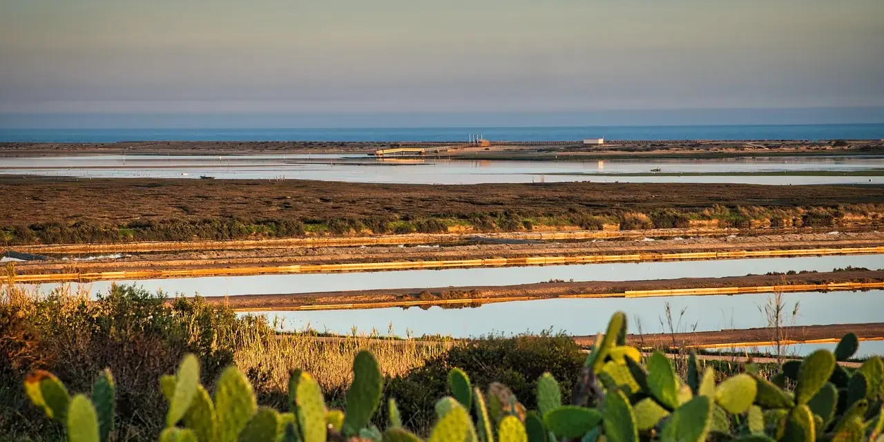 Le saline della Fuzeta con fichi d'India in primo piano e l'isola di Armona all'orizzonte