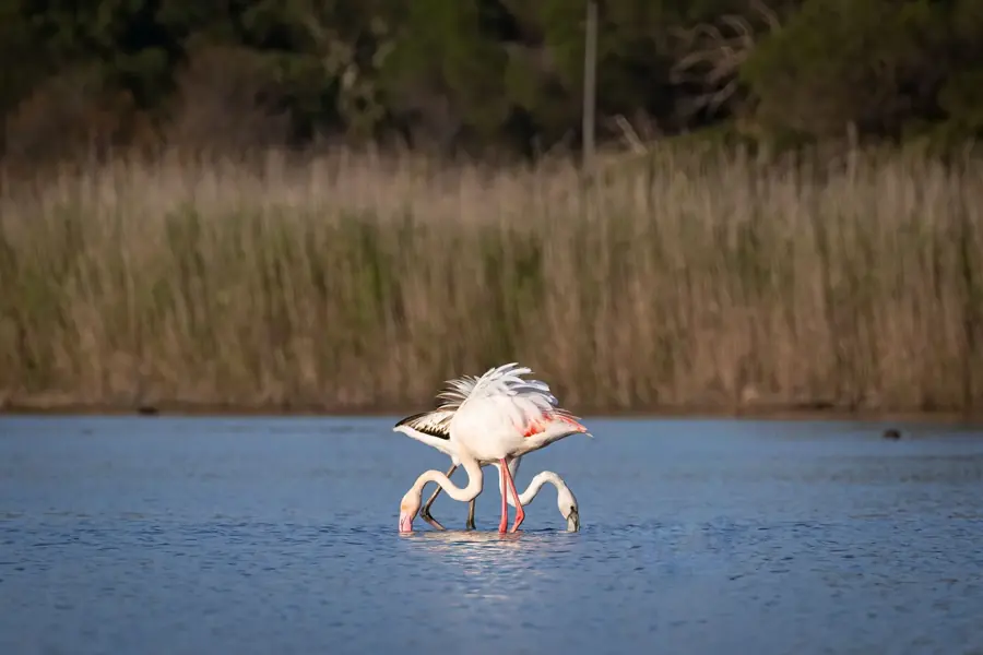 Due fenicotteri rosa si nutrono nell'acqua bassa vicino a Faro