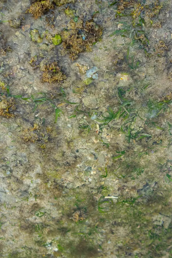 Praterie di fanerogame e alghe sul fondale basso, il rifugio dei cavallucci marini