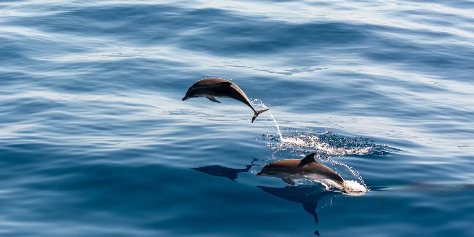 Due delfini saltano fuori dall'acqua in mare aperto