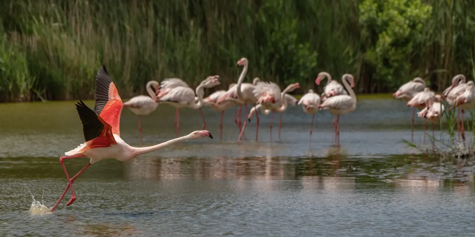Fenicotteri rosa nell'acqua bassa di una zona umida, tra i canneti