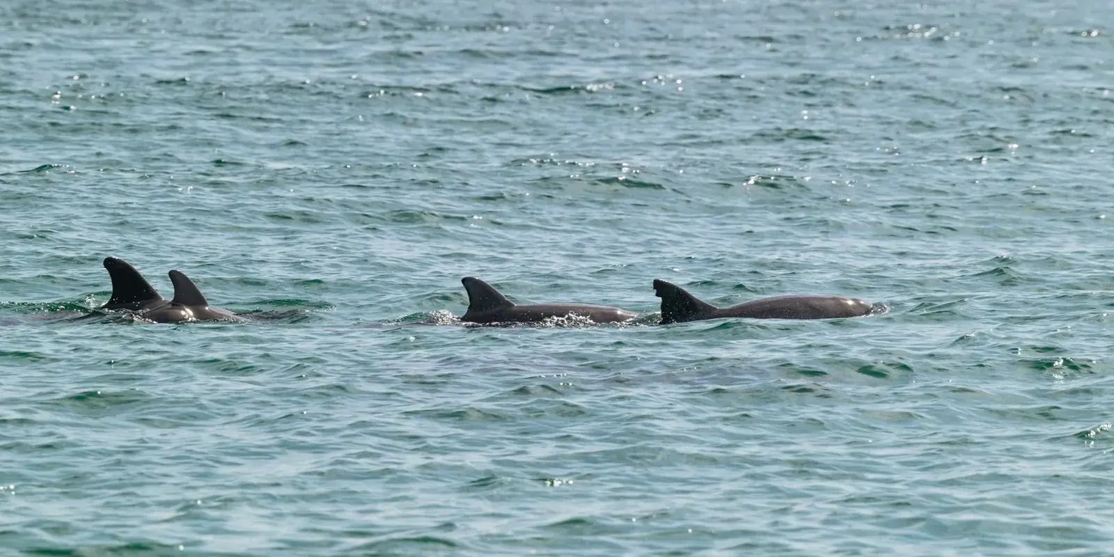Un gruppo di delfini che affiora dall'acqua