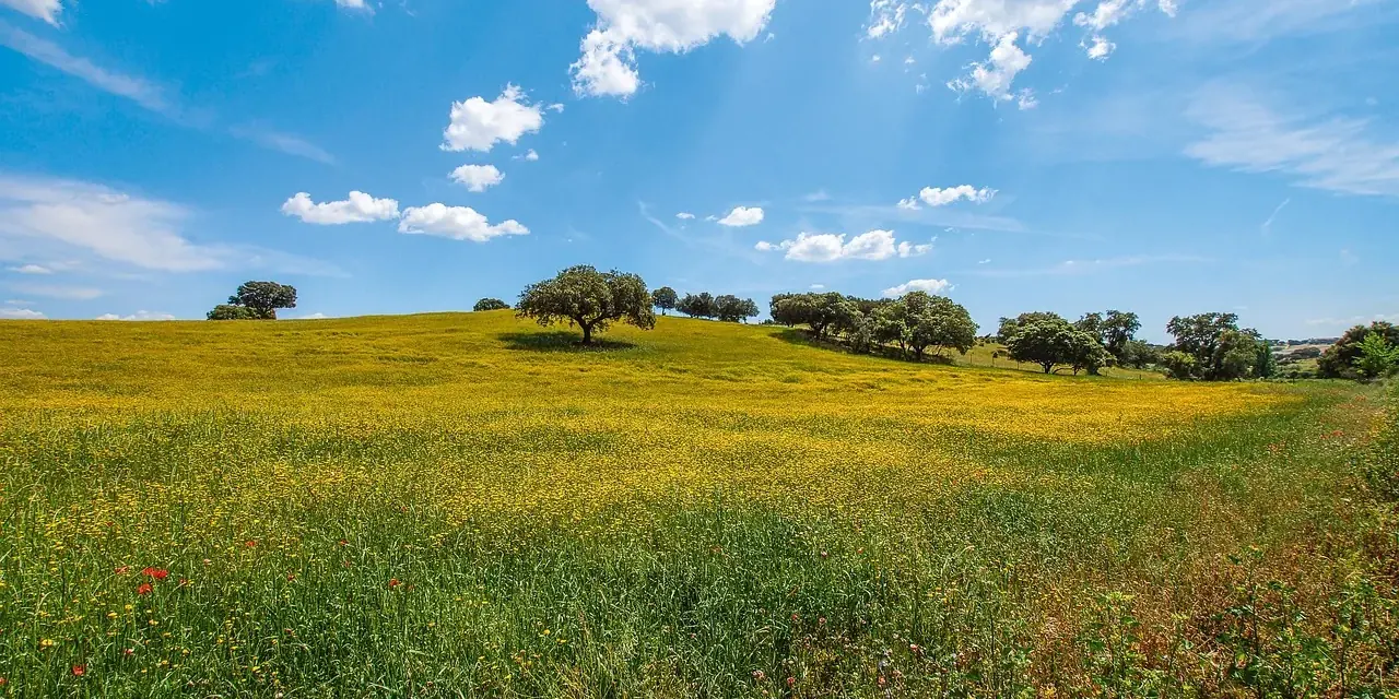 Prati fioriti e querce da sughero nella campagna dell'Alentejo