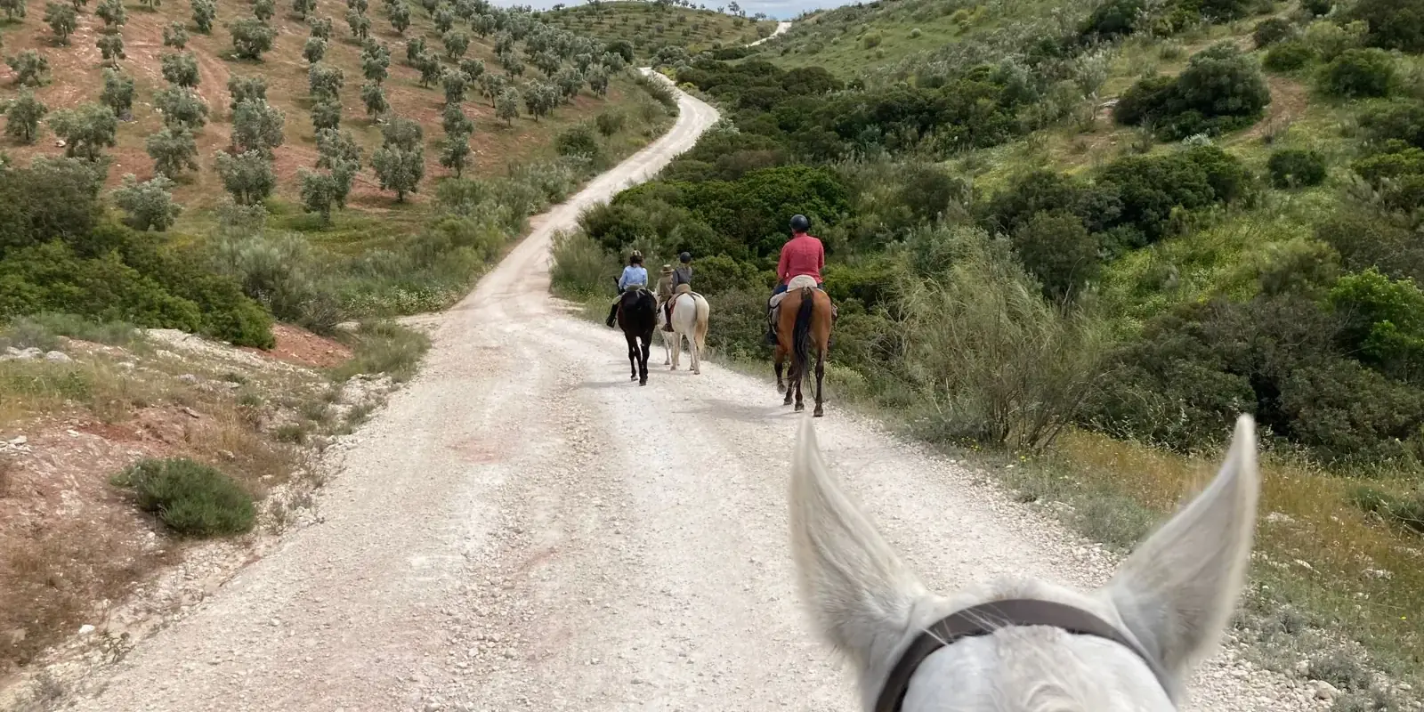 Una passeggiata a cavallo su una strada bianca tra colline di ulivi, vista dalla sella
