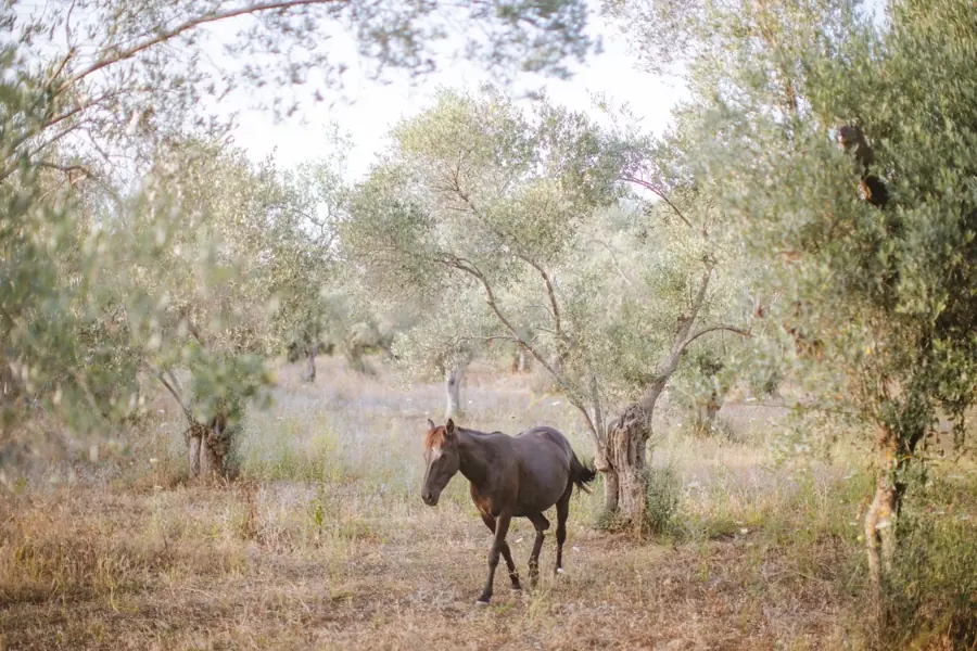 Un cavallo baio cammina in un uliveto