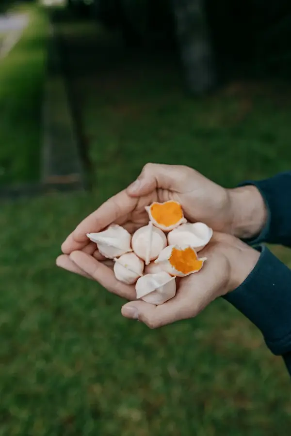 Ovos moles di Aveiro in una mano