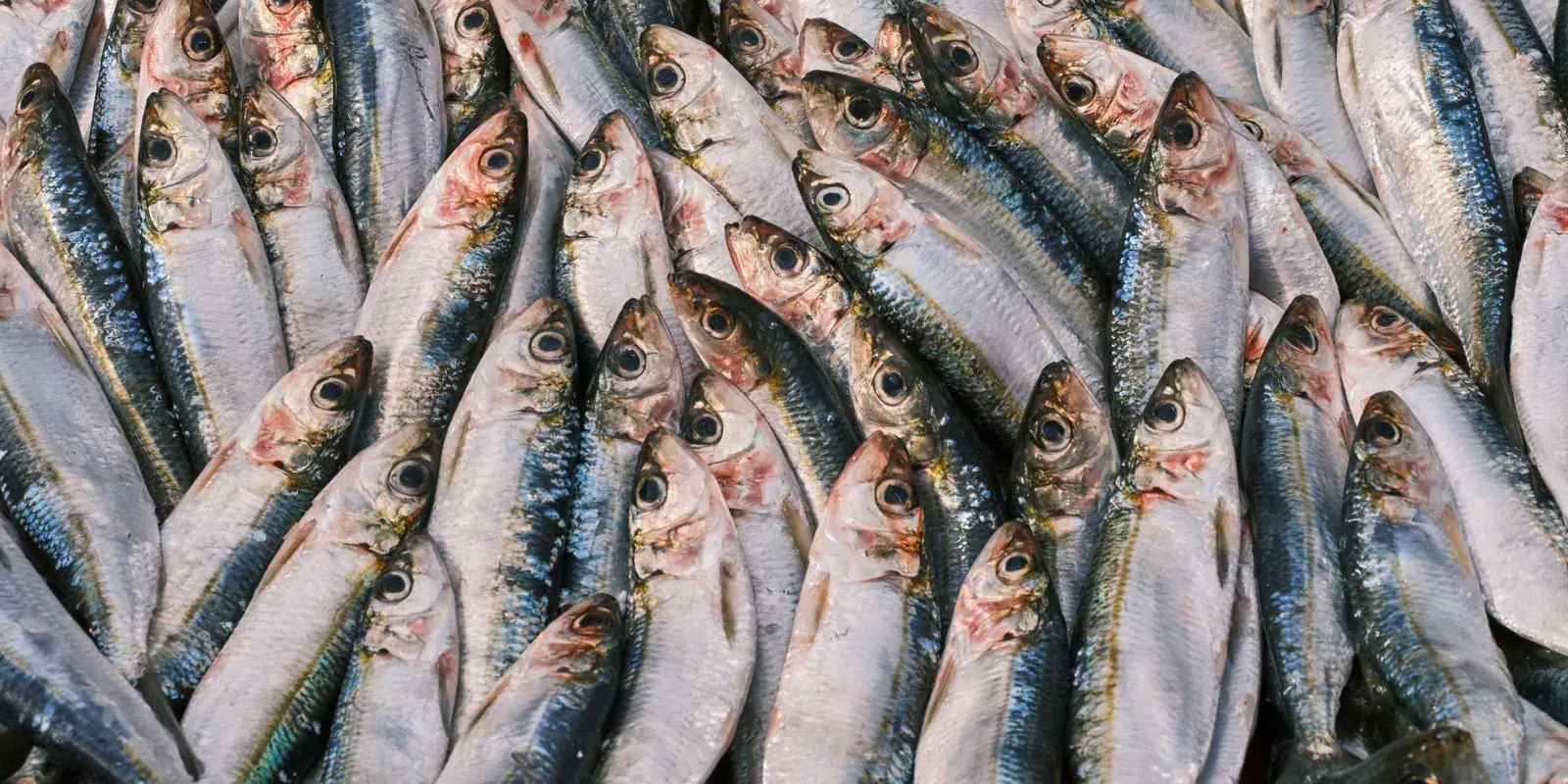 Sardine fresche sul banco del mercato del pesce